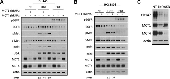 MCT1 KD reduces HGF signaling and c-Met expression.