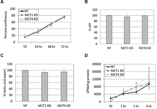 Proliferation, energy production, and overall lactic acid transport are not affected by knockdown of MCT1 or MCT4.