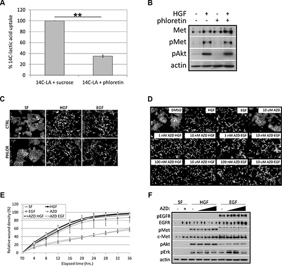 Inhibition of MCT1 activity does not affect HGF- or EGF-induced cell motility or c-Met signaling.