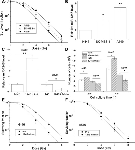 miR-1246 mimic promotes cell proliferation and enhances radioresistance.