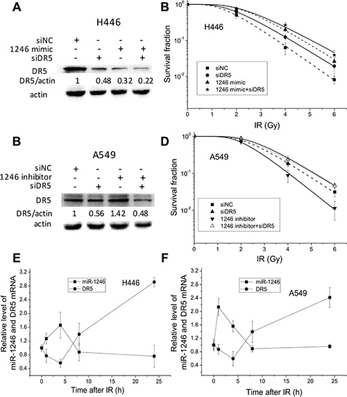 miR-1246 increases cancer cell radioresistance via directly targeting DR5.