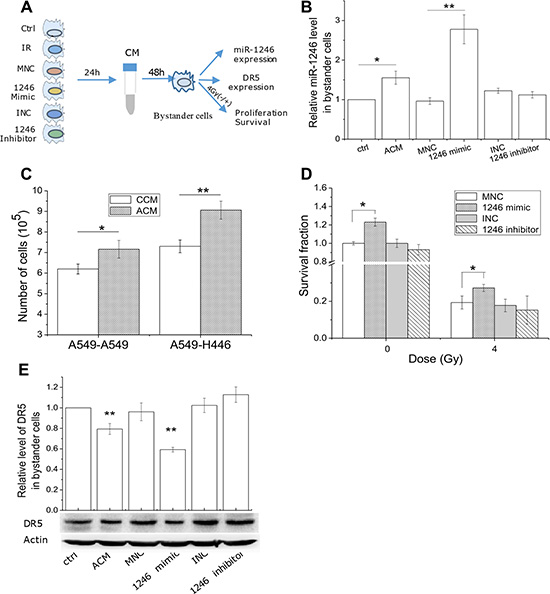 Extracellular miR-1246 promotes cell proliferation and induces radioresistance via directly suppressing DR5 in bystander cells.