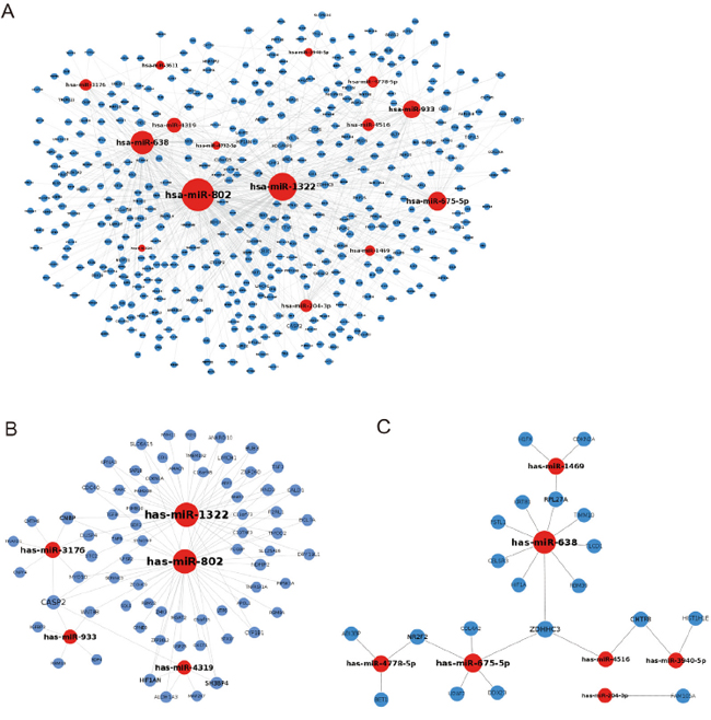 Inhibition of miRNAs to their target protein-encoding genes.