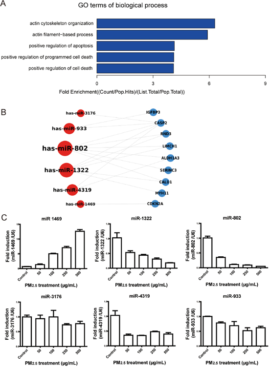 Functional analysis of the potential targets and validation of the significantly modulated miRNAs.