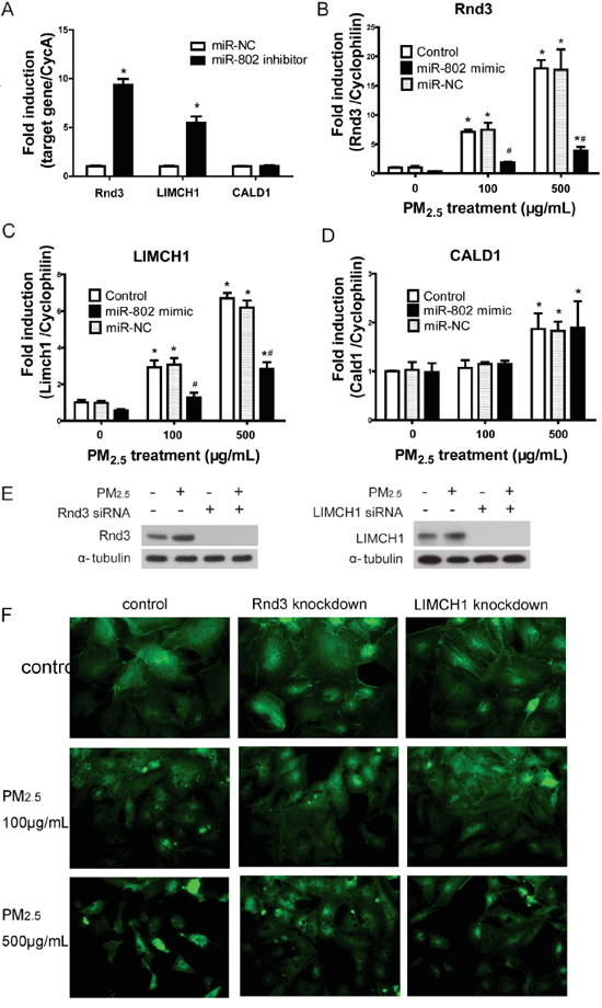 The regulation of miR-802 to Rnd2, LIMCH1, CALD1, and the associated cellular phenotype.