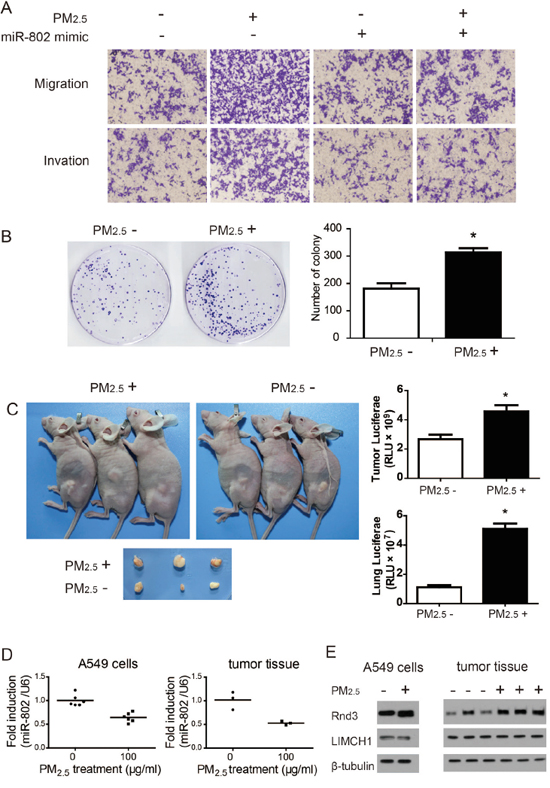 Long-term PM2.5 exposure regulates in vitro and in vivo A549 cell carcinogenesis and metastases.