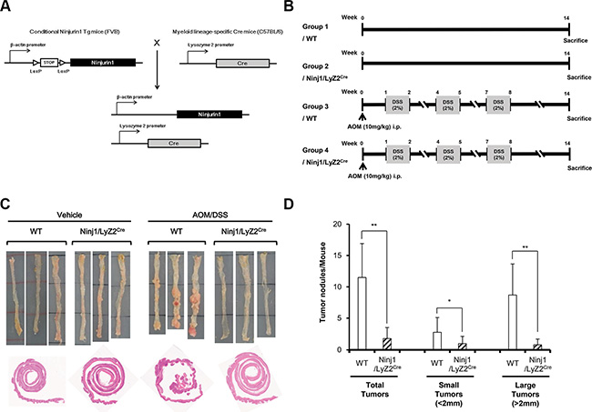 Response of ninjurin1 overexpression on macrophage in DSS/AOM-mediated colon cancer model.