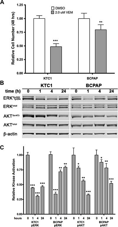 Effects of acute treatment with the BRAF V600E inhibitor vemurafenib on two PTC cell lines.