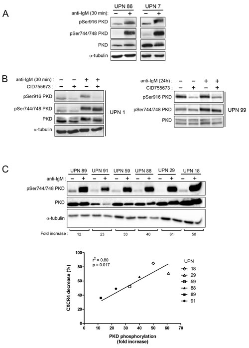 BCR engagement leads to specific PKD phosphorylation correlated with CXCR4 down-regulation in CLL responsive cells.