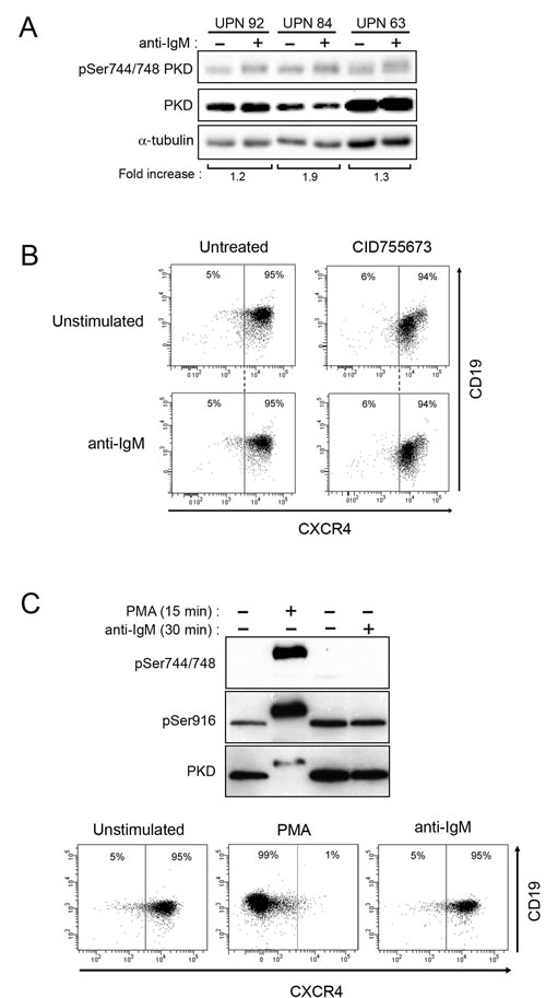 BCR-unresponsive cells respond to PMA treatment.