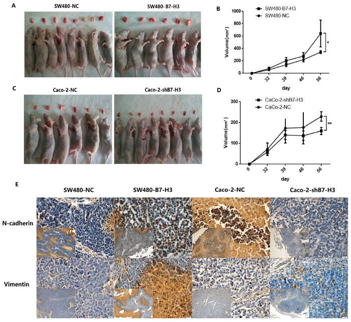 B7-H3 expression increased the mesenchymal phenotype of colon cancer cells and promoted xenograft growth.