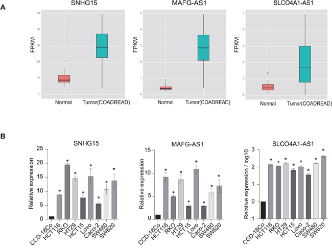 Experimental validation of dysregulated lncRNAs in colorectal cancer (CRC) cell lines.