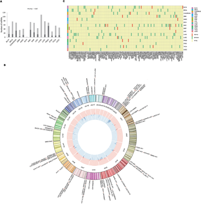 Somatic copy number analysis of lncRNAs.