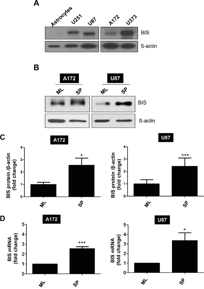 BIS induction under a specific culture condition that enriches GSC-like cells.