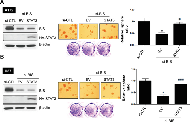 STAT3 overexpression reverses sphere-forming activity in BIS-knockdown glioblastoma cells.