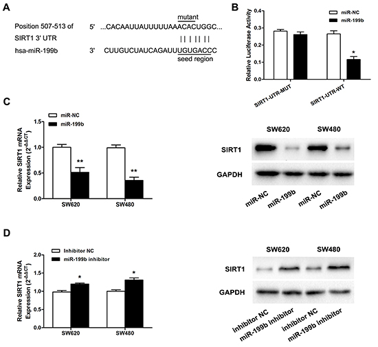 MiR-199b directly targets SIRT1 in SW620 cells.