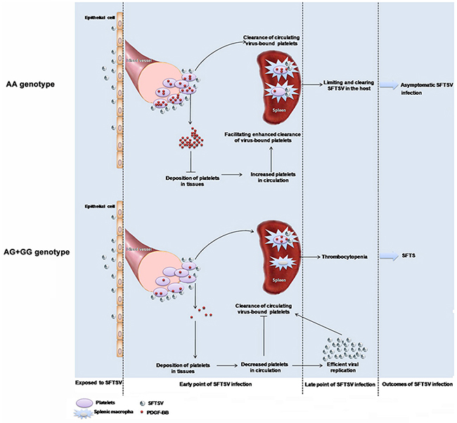 Proposed mechanism of PDGF-B rs1800818 polymorphism impacting on severe fever with thrombocytopenia syndrome virus infection.