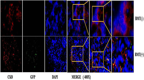 immunofluorescence staining of PCa in MNU-induced mice.