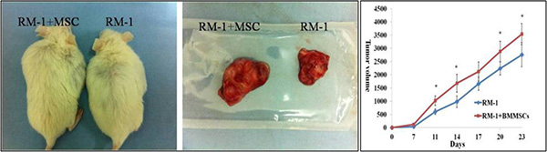 Tumor size and growth curve of RM-1 group and RM-1+BMMSCs group.