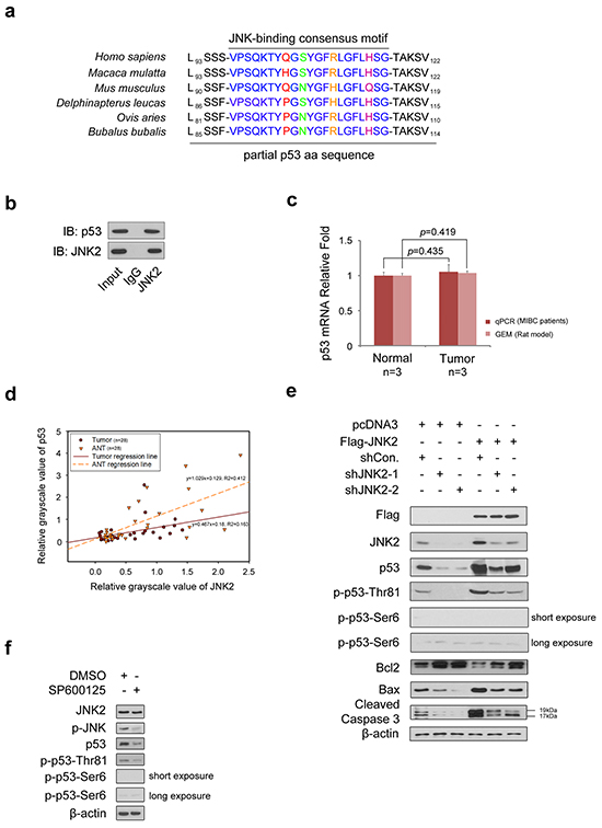 JNK2 promotes p53 stability and apoptosis activity through phosphorylation of p53 at Thr81