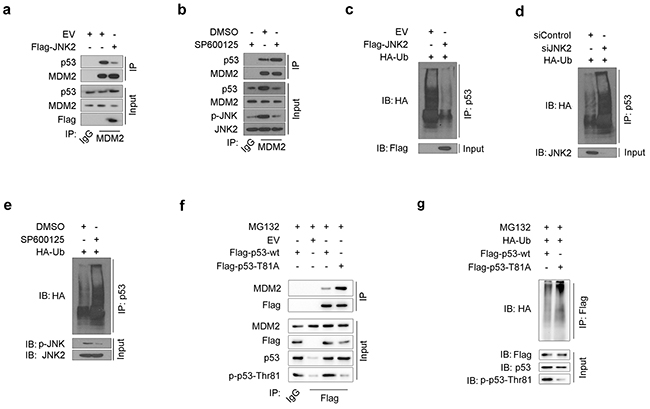 JNK2 prevents p53 from mdm2 mediated degradation