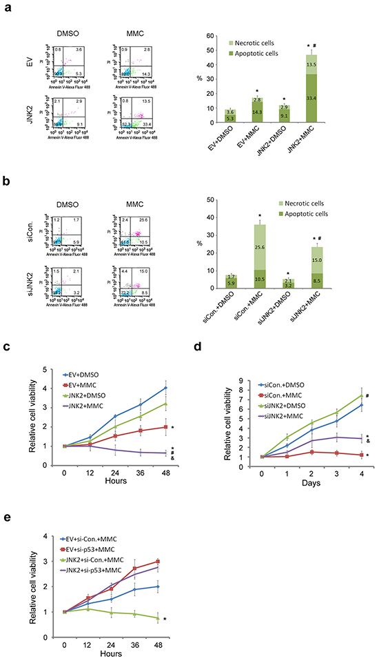 Decreased expression of JNK2 confers resistance to cell death induced by MMC