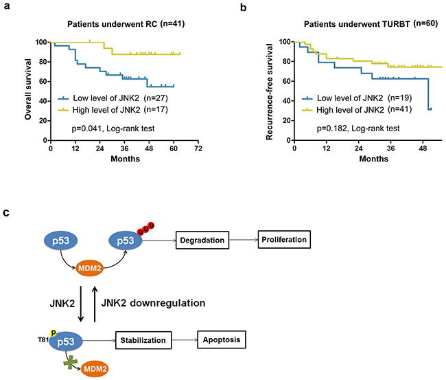 Survival analysis for patients with different expression levels of JNK2