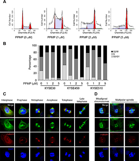 PPMP induces G2/M cell cycle arrest and affects the dynamics of microtubulin.