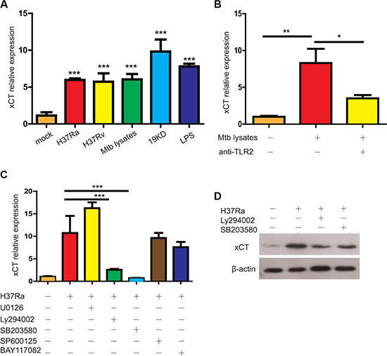 Mtb induced xCT expression in macrophage.