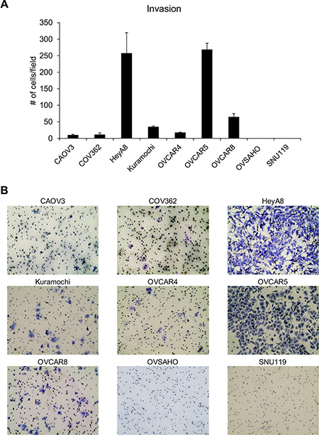 Evaluation of the ability of the panel of HGSOC cells to invade through matrigel.