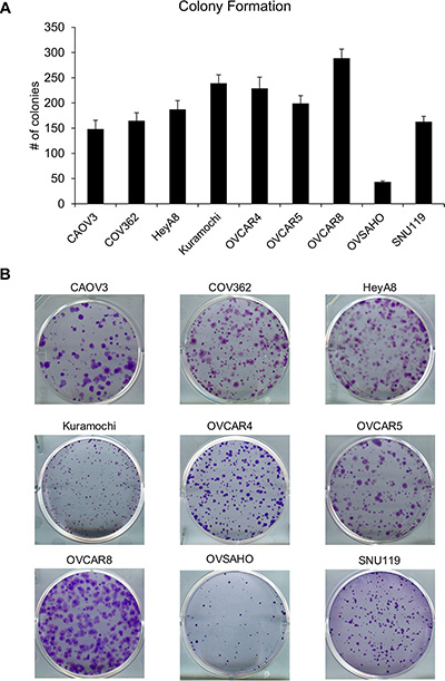 Clonogenic potential of the panel of HGSOC cells in vitro.