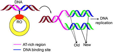 A schematic drawing to show the DNA replication origin (RO).