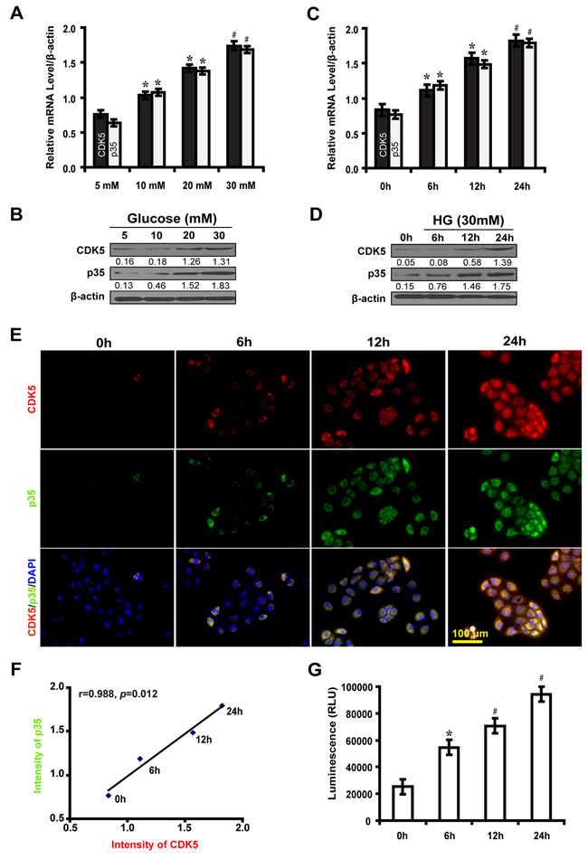 High glucose induces the expression of CDK5 and p35 and elevates CDK5 kinase activity in NRK-52E cells.