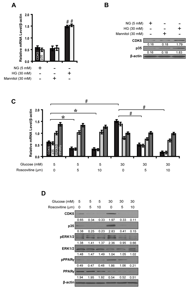 Roscovitine decreases phosphorylated ERK1/2 and PPAR&#x03B3; in high glucose cultured NRK-52E cells.