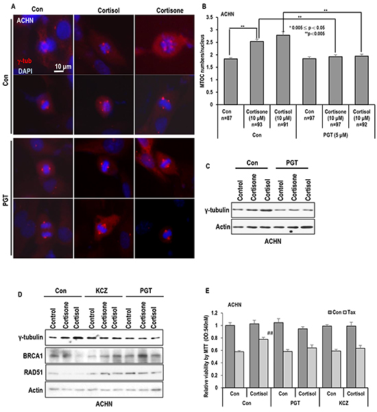 Inhibition of GR block the MTOC amplification.