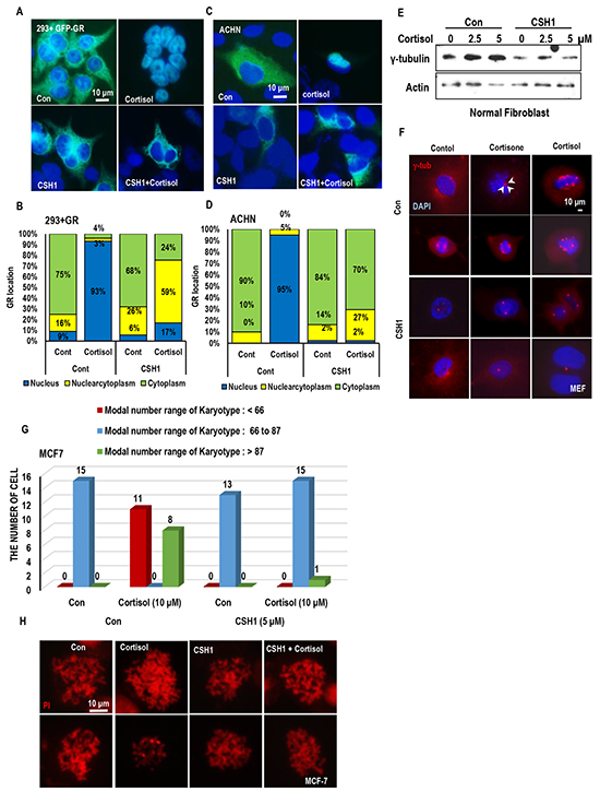 CSH1 blocks GR translocation and chromosomal abnormality.