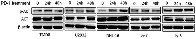 PD-1/PD-L1 binding directly activates the intracellular AKT/mTOR oncogene signaling in DLBCL cells.