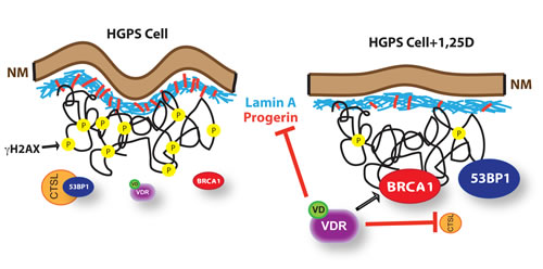 Model of functional relationship between nuclear lamina integrity, vitamin D/VDR axis, and expression of LMNA gene.