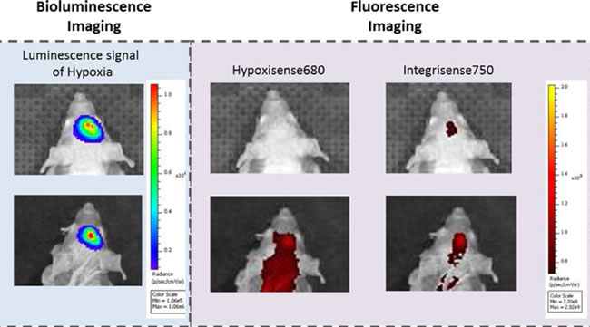 Optical imaging assessment of hypoxia and neoangiogenesis levels.