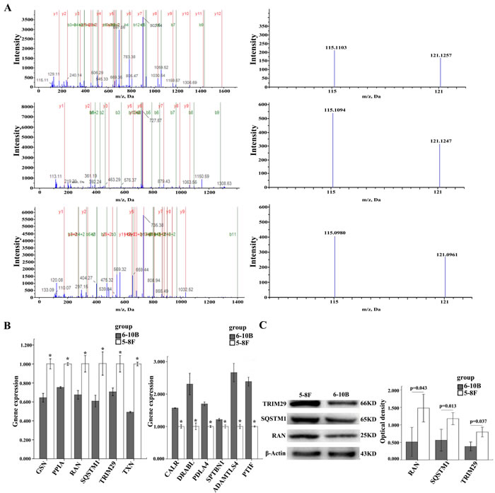 MS/MS spectra of RAN, SQSTM1, and TRIM29 and Expressional changes of TRIM29, RAN, and SQSTM1 in NPC cells.