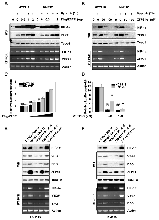 ZFP91 upregulates HIF-1&#x03B1; in colon cancer cells.