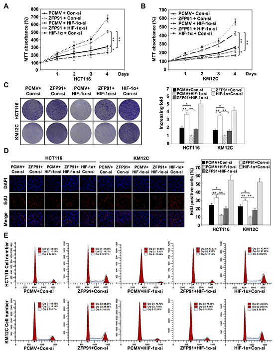 ZFP91 enhances the proliferation of colon cancer cells through HIF-1&#x03B1; in culture.