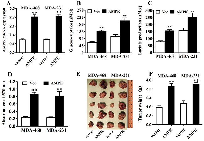 AMPK up-regulation increases glucose metabolism and proliferation in triple negative breast cancer in vitro and in vivo.
