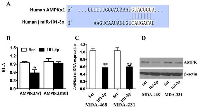 AMPK is a direct target of miR-101 in breast cancer.