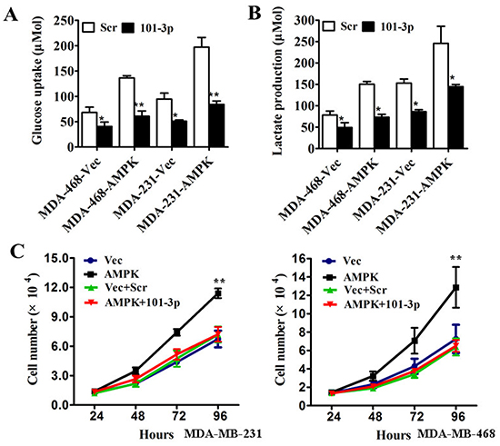 mir-101-3p-AMPK axis is a key regulator of tumor metabolism and inhibits proliferation in triple negative breast cancer in vitro.