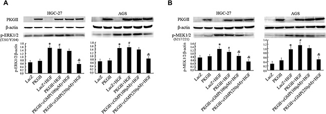Analysis of the effect of PKG II on the activation of main components in MAPK/ERK pathway induced by HGF.