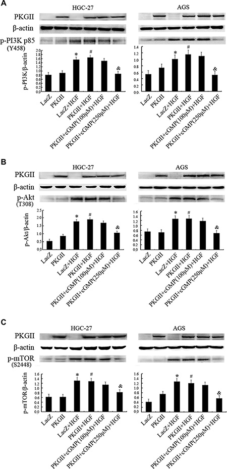 Analysis of the effect of PKG II on the activation of main components in PI3K/Akt/mTOR pathway induced by HGF.
