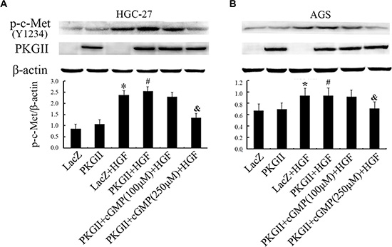 Analysis of the effect of PKG II on Tyr1234 phosphorylation of c-Met stimulated by HGF.