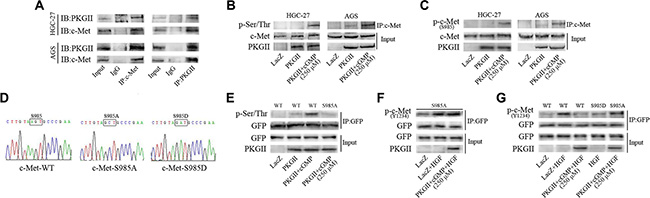 PKG II blocks HGF-induced c-Met activation by phosphorylating c-Met at Ser985.