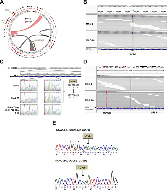 MAC cell lines carry JAK3 and SOCS1 mutations.